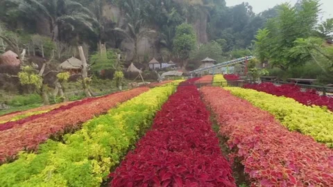 Colorful flower garden landscape with rows of plants and nature view Stock Footage 345654053