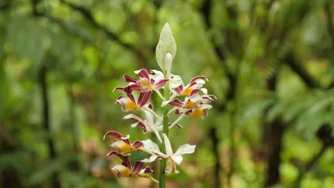 Colorful Flower in Mountain Rainforest Stock Footage 195278341