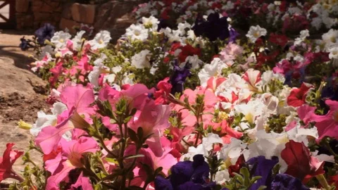 Colorful flower that move with the wind Stock Footage 90792383
