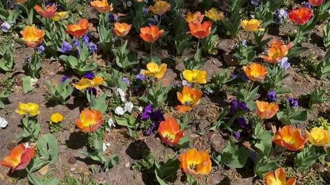 Colorful Flower Patch Video stock 237989099