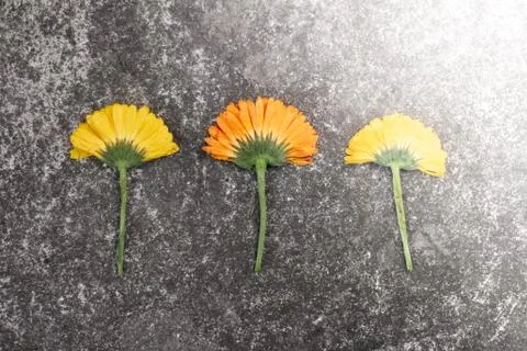 Colorful Flower Stock Photos