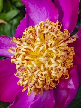 Colorful Flower Stock Photos