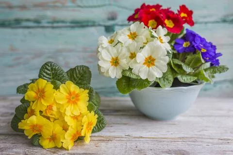 Colorful flower primulas for Easter decorations. Stock Photos