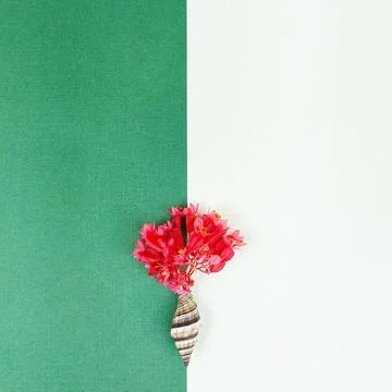 Colorful Flower Shell Composition with Copy Space on Split Background. Stock Photos