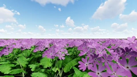 Colorful Flower under Cloud Stock Footage 338409586