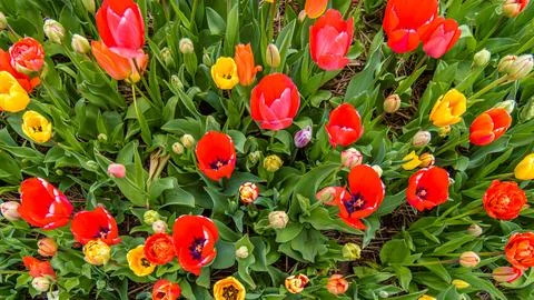 Colorful flowerbed Stock Photos