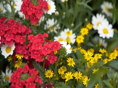 Colorful flowerbeds in summer city Stock Footage
