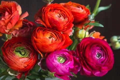 Colorful flowers background, bunch of beautiful flowers. Stock Photos