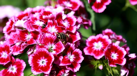 Colorful flowers with bee Vídeo Stock 35502095