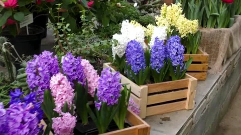 Colorful flowers close-up Vídeo Stock 237712997