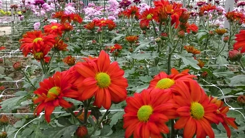 Colorful flowers close-up Stockbeeldmateriaal 237713024