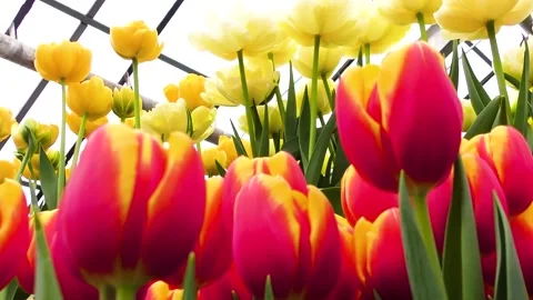 Colorful flowers close-up Stock Footage 237713111