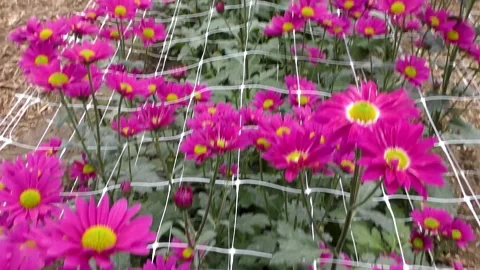 Colorful flowers close-up Видео 239986403
