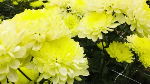 Colorful flowers close-up Stock-Footage 239986429