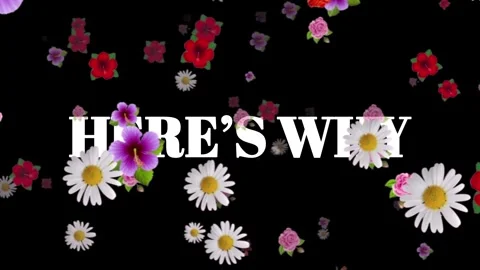 Colorful flowers floating on black background with text Stock Footage 338215633