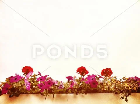 Colorful Flowers In Flower Box