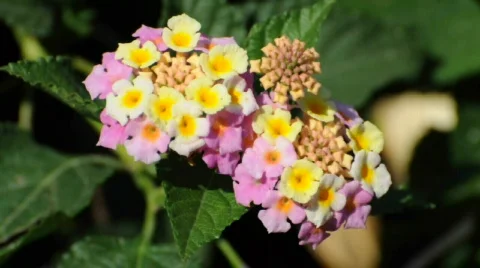 Colorful Flowers Видео 319844