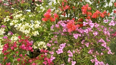 Colorful Flowers Stock Footage 126729478