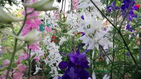 Colorful flowers Stock Footage 137331491