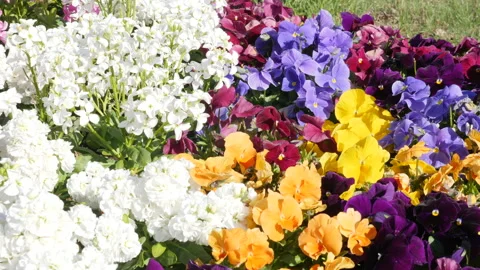 Colorful Flowers 스톡 동영상 160127675