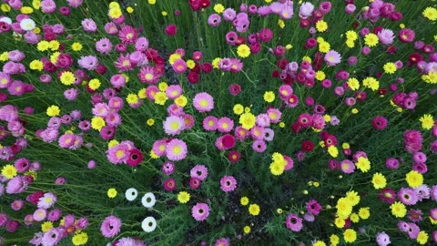 Colorful flowers Stock Footage 285323976