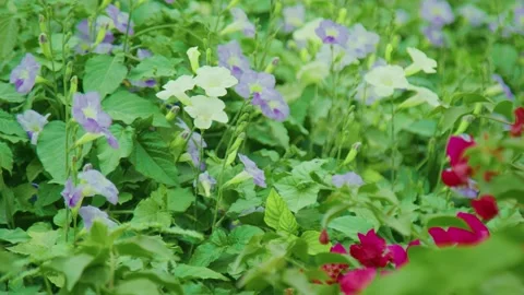 Colorful flowers Stock Footage 299755784
