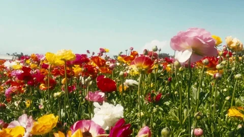 Colorful Flowers Stock Footage 310475542
