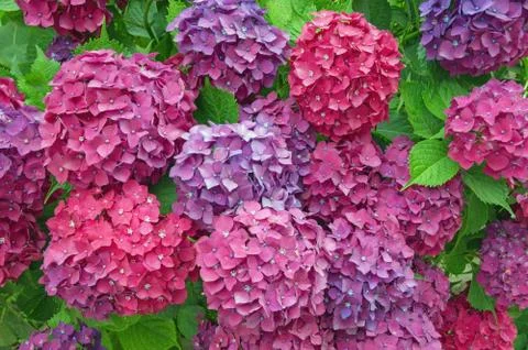 Colorful flowers of Hydrangea ( Hydrangea macrophylla ) Stock Photos