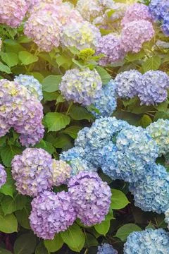 Colorful flowers of hydrangea ( Hydrangea macrophylla ) in garden Stock Photos
