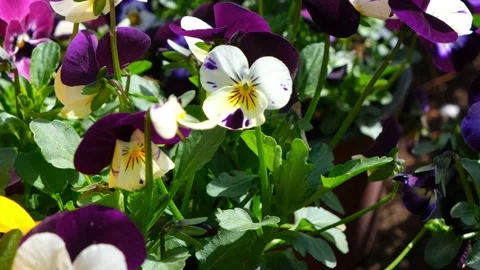 Colorful flowers pansies in a pot. Gardening. Stock Footage