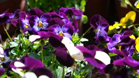 Colorful flowers pansies in a pot. Gardening. Stock Footage