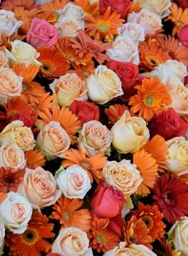 Colorful Flowers Stock Photos