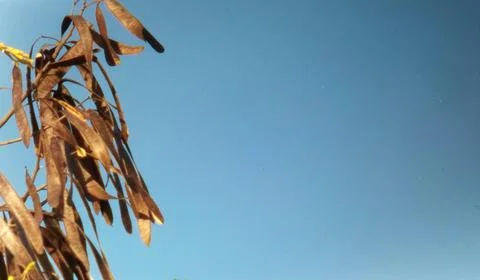 Colorful flowers with a soft texture with a solid background. Stock Photos