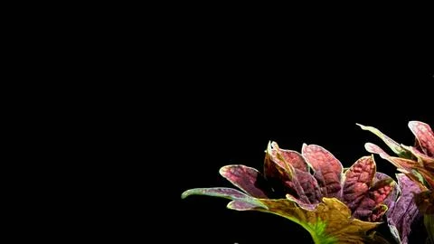 Colorful flowers with a soft texture with a solid background. Stock Photos