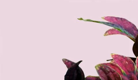 Colorful flowers with a soft texture with a solid background. Stock Photos