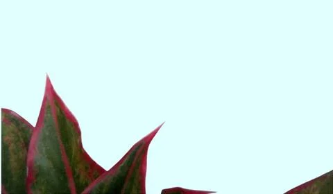 Colorful flowers with a soft texture with a solid background. Stock Photos