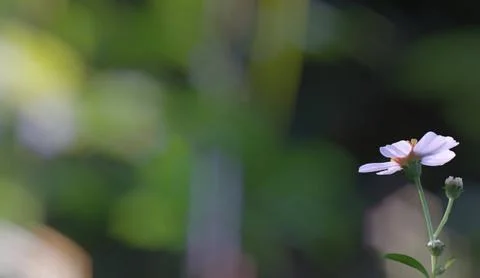 Colorful flowers with a soft texture with a solid background. Stock Photos