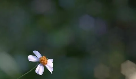 Colorful flowers with a soft texture with a solid background. Stock Photos