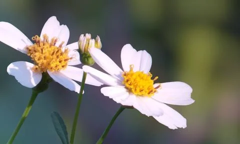 Colorful flowers with a soft texture with a solid background. Stock Photos