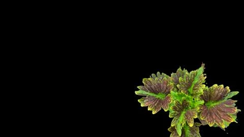 Colorful flowers with a soft texture with a solid background. Stock Photos