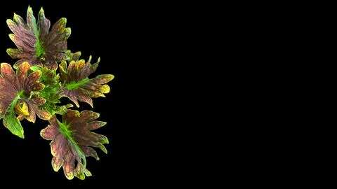 Colorful flowers with a soft texture with a solid background. Stock Photos