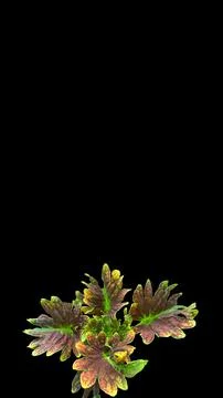 Colorful flowers with a soft texture with a solid background. Stock Photos