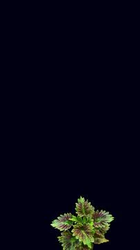 Colorful flowers with a soft texture with a solid background. Stock Photos