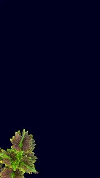 Colorful flowers with a soft texture with a solid background. Stock Photos