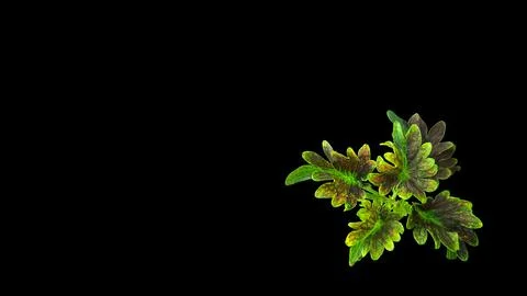 Colorful flowers with a soft texture with a solid background. Stock Photos