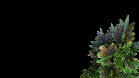 Colorful flowers with a soft texture with a solid background. Stock Photos