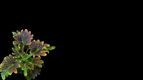 Colorful flowers with a soft texture with a solid background. Stock Photos