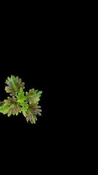 Colorful flowers with a soft texture with a solid background. Stock Photos