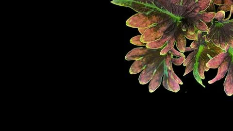 Colorful flowers with a soft texture with a solid background. Stock Photos