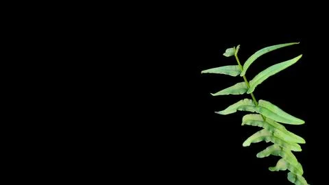 Colorful flowers with a soft texture with a solid background. Stock Photos